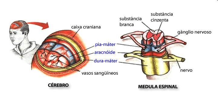 2. Sistema Nervoso Cé