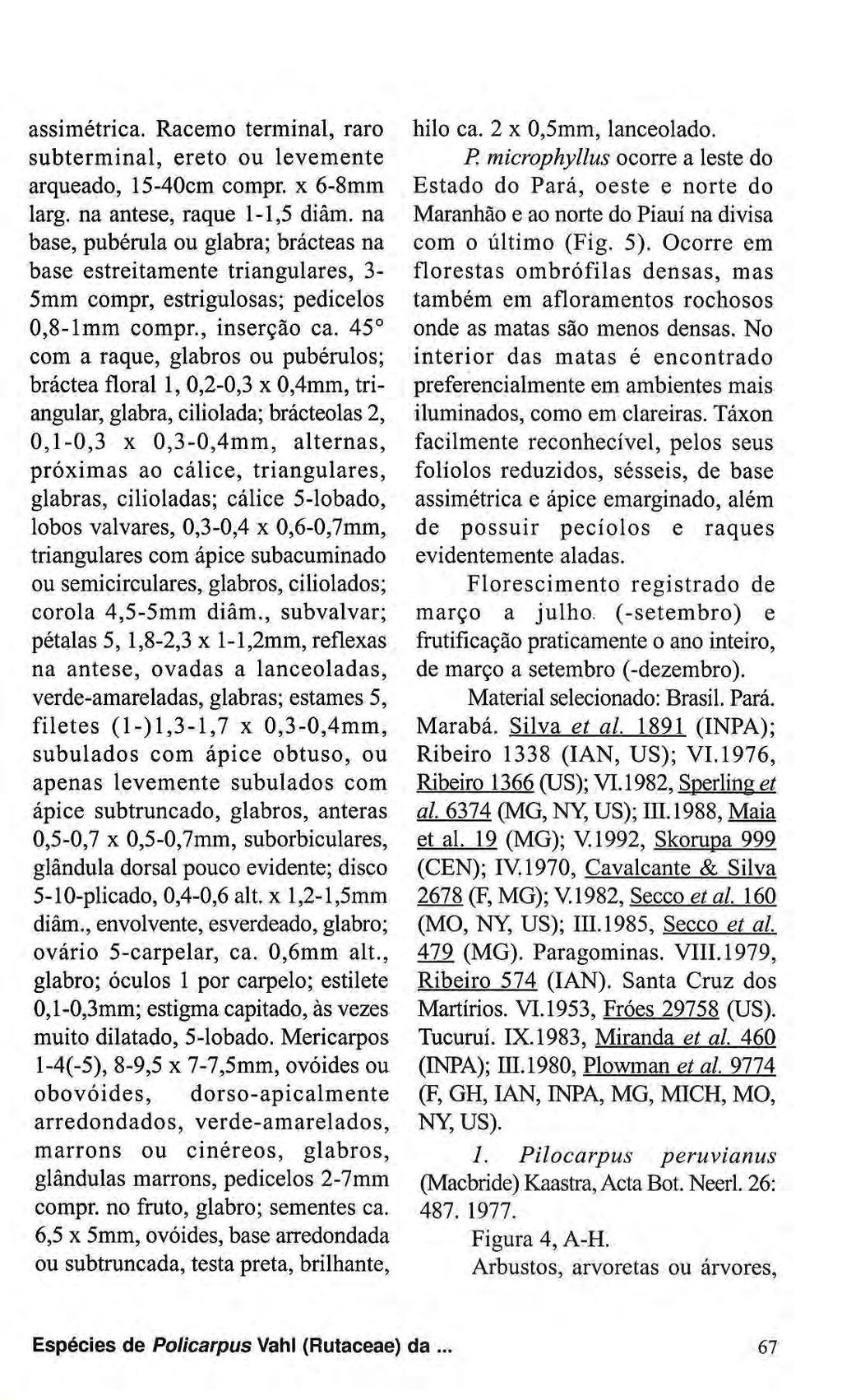 assimétrica. Racemo terminal, raro subterminal, ereto ou levemente arqueado, 15-40cm compr. χ 6-8mm larg. na antese, raque 1-1,5 diâm.