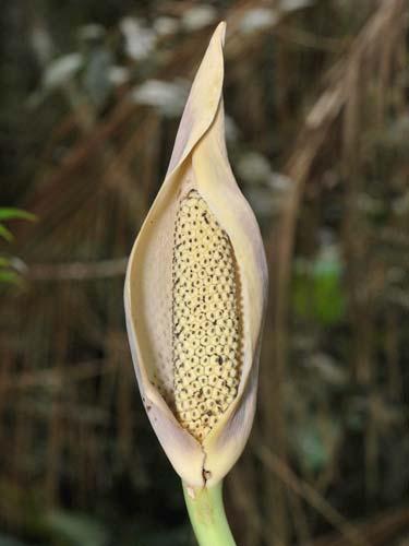 pentaphyllum 6 