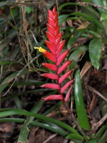 Tillandsia