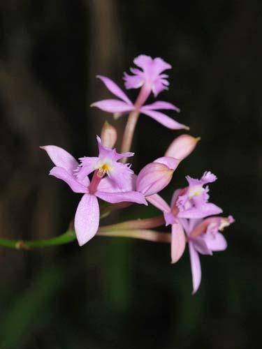 Encyclia patens 73