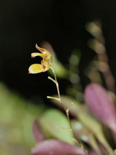 Oncidium pumilum