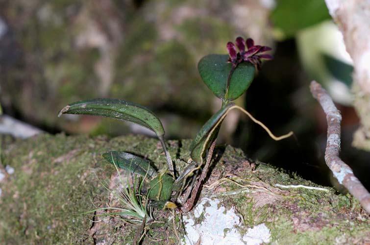 Pleurothallis