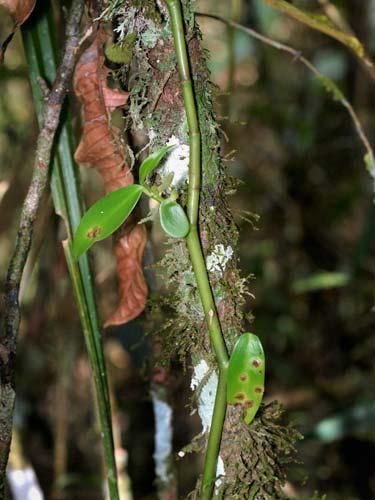 Peperomia alata