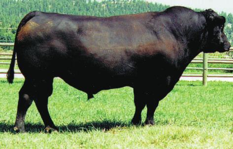 AN0 Direction Um grande touro maternal, Direction classifica-se como um dos touros top para produzir gado estruturalmente consistente.