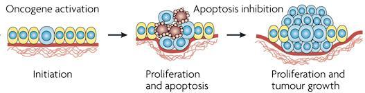 Falhas genéticas que levam ao câncer Ativação de (proto)oncogenes Gene