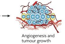 Inativação de genes supressores de tumor (anti-oncogenes) Gene TP53