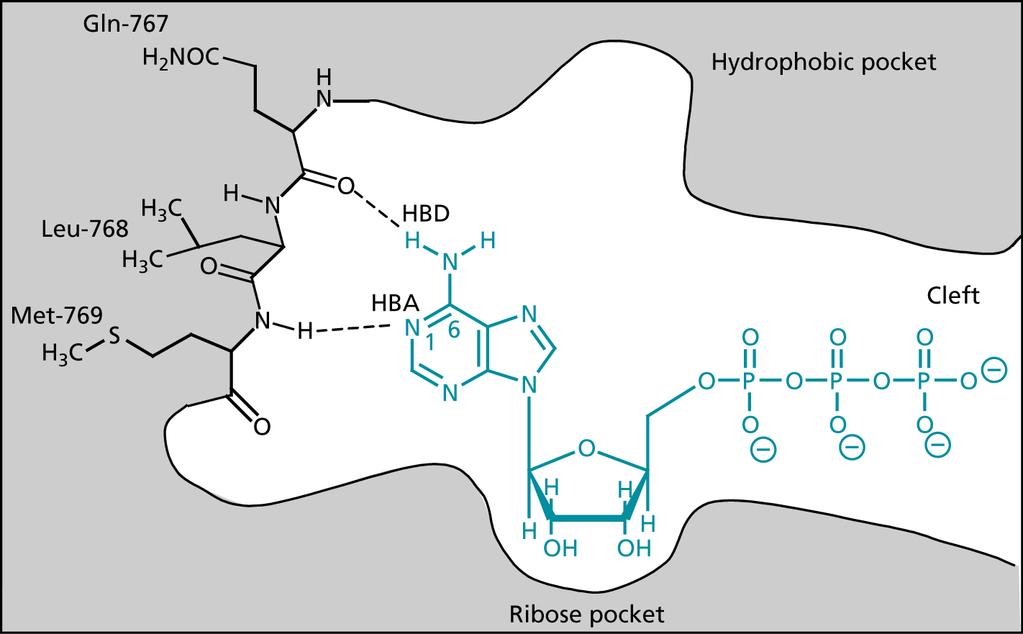 5.2. Inibição da enzima proteína quinases que fosforilam aminoácidos específicos Câncer: excesso de hormônios e fatores de crescimento e, portanto, altas proporções de proteína quinases ou seus