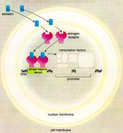 3. Terapia baseada em hormônios Hormônios esteróides combinam-se com