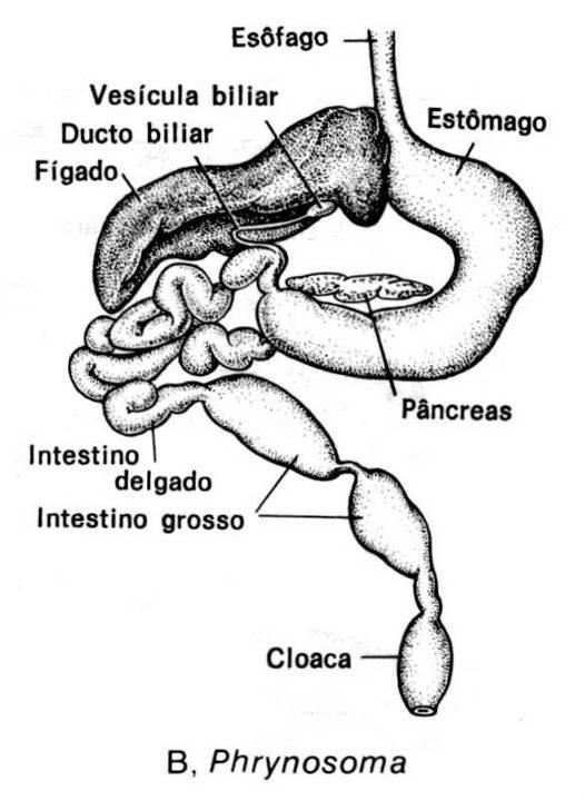 osistema digestório glândulas salivares estômago mais distinto do esôfago intestino delgado longoe separado do grosso por válvula