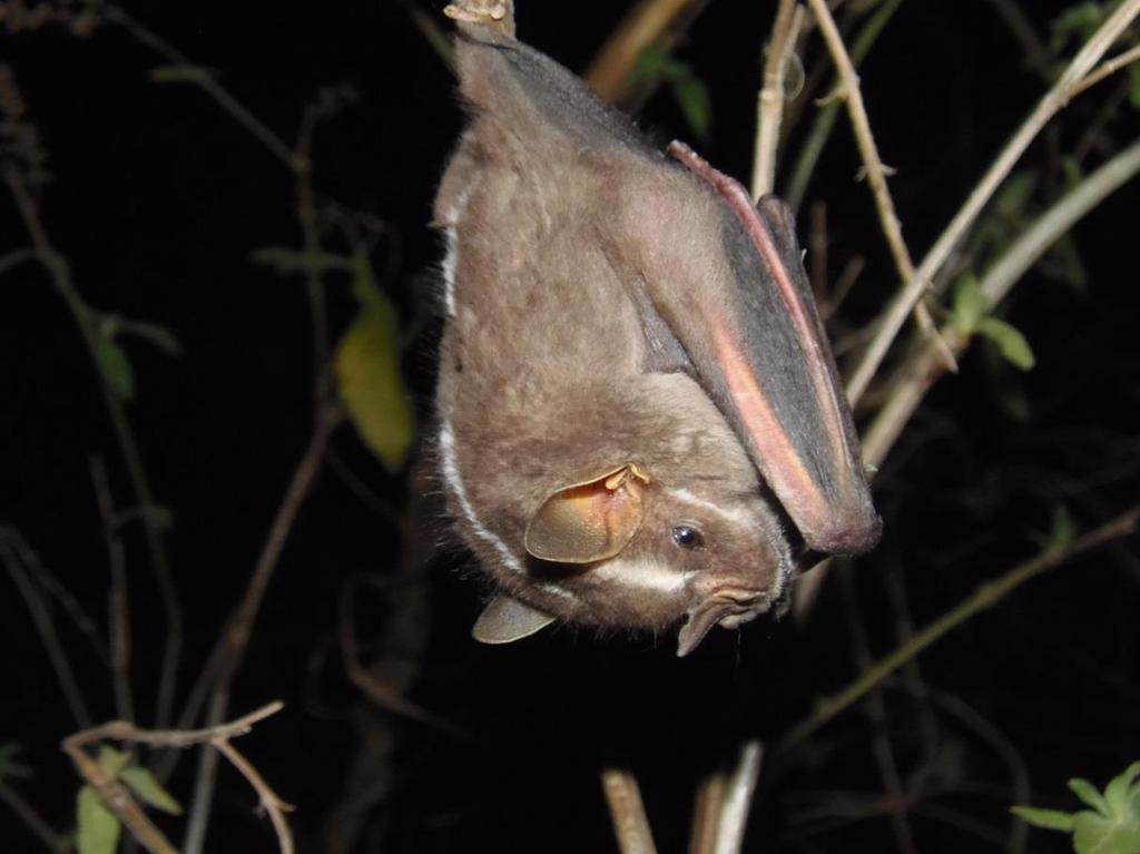 05, ID captura 72. Foto 08 Morcego da espécie Platyrrhinus lineatus (É.
