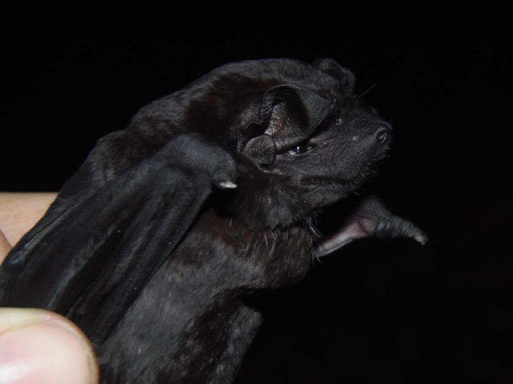 Foto 09 Morcego da espécie Molossus rufus É. Geoffroy, 1805.