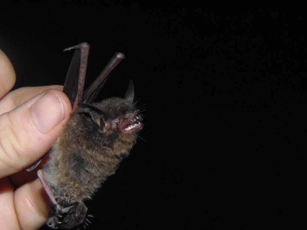 nº 15, ID captura 130. Foto 10 Morcego da espécie Myotis levis (I. Geoffroy, 1824).