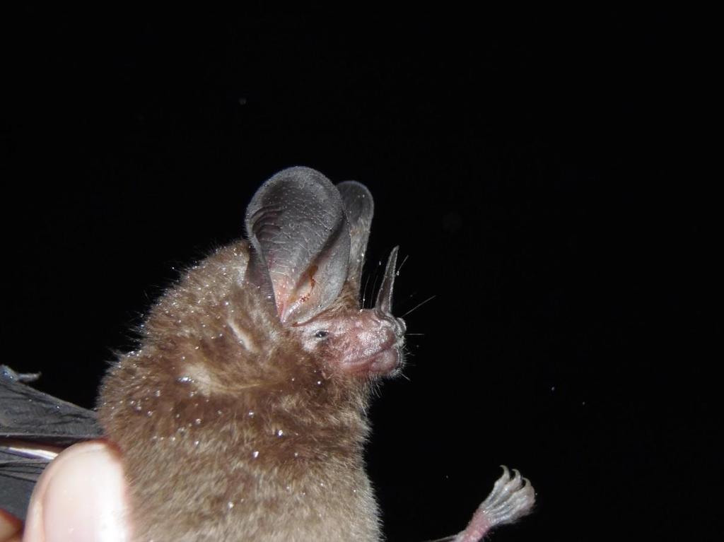 Foto 13 Morcego da espécie Micronycteris megalotis (Gray, 1842).