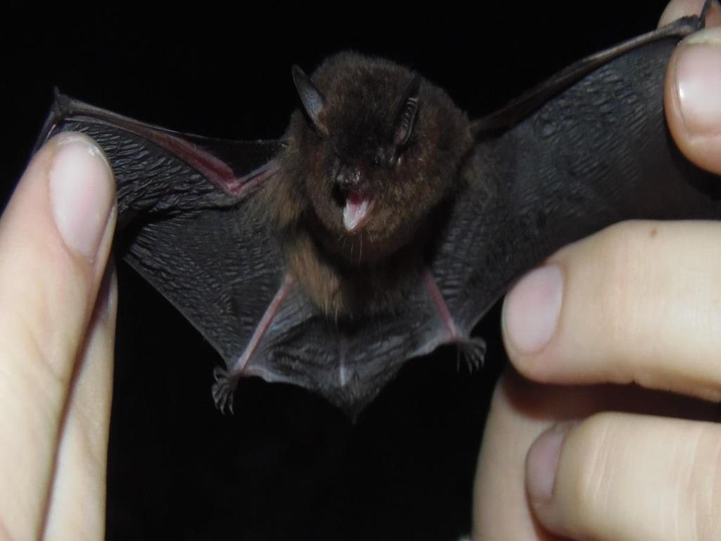 Foto 15 Morcego da espécie Myotis riparius Handley, 1960. Fonte: Foto de arquivo pessoal, tirada em 17/06/2015, captura 17, ponto de captura nº 15, ID captura 128.