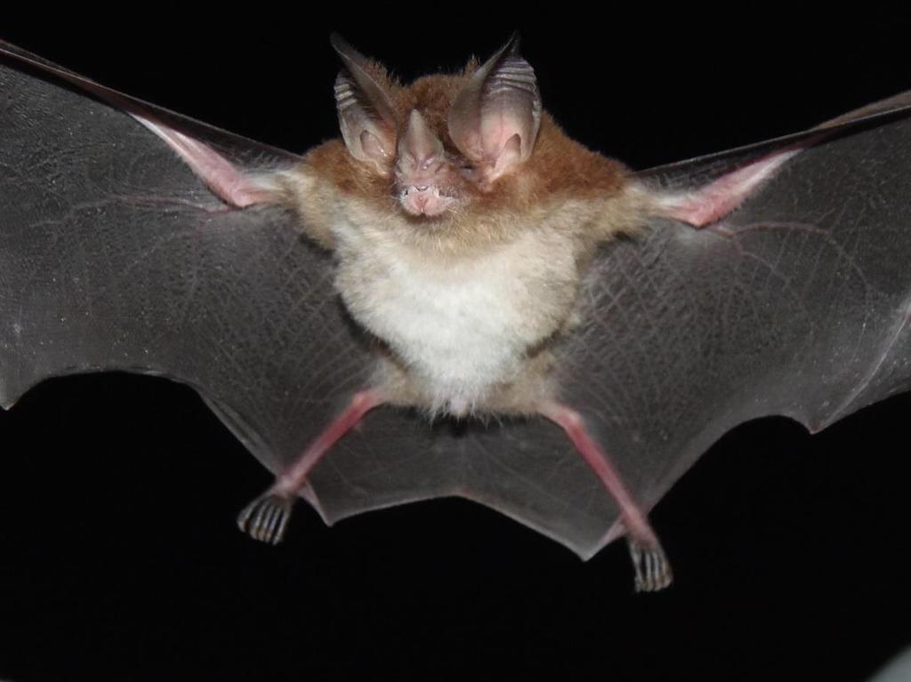 Foto 19 Morcego da espécie Micronycteris minuta (Gervais, 1856).