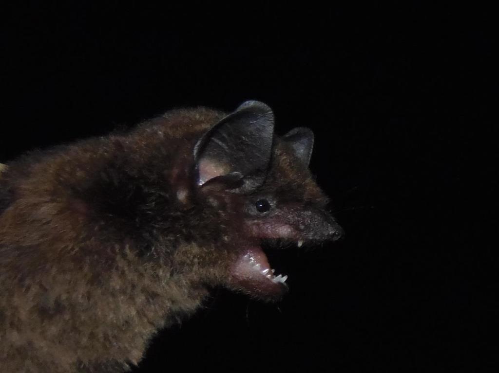 nº 15, ID captura 184. Foto 20 Morcego da espécie Myotis nigricans (Schinz, 1821).