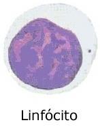 Os granulócitos apresentam grânulos específicos em seu citoplasma e são classificados em três tipos, conforme a afinidade dos grânulos: neutrófilos, eosinófilos e basófilos.