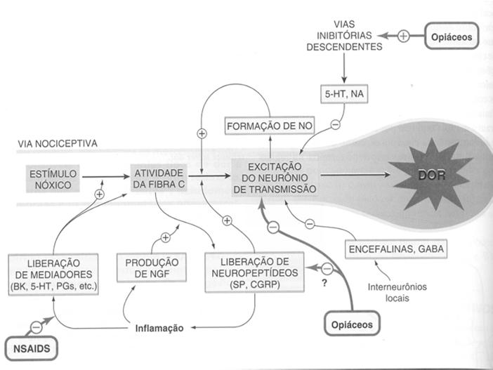 Analgésicos Analgésicos Antipiréticos Anti-inflamatórios (AINES) Ácido Acetil Salicílico AAS -Aspirina Prof.