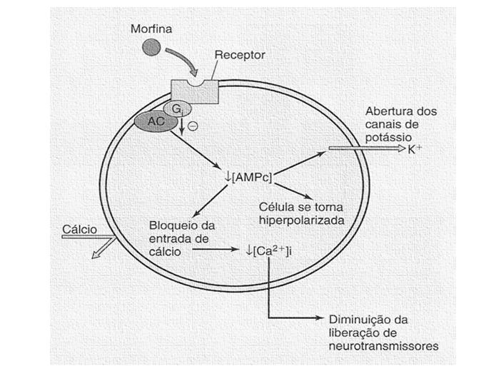 Farmacodinâmica