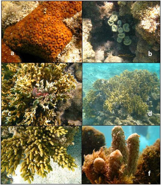 Figura 2 - Fotos da fauna coralínea dos recifes de Maragogi (Alagoas); a- Montastraea cavernosa, b- Mussismilia harttii, c- Millepora alcicornis e o anelídeo Hermodice carunculata, d- M.