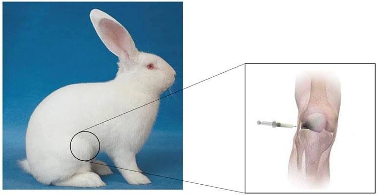 Todos os animais serão submetidos à sinovite induzida com aplicação de 0,5 ng de lipopolissacarídeo (LPS) provindo de E.