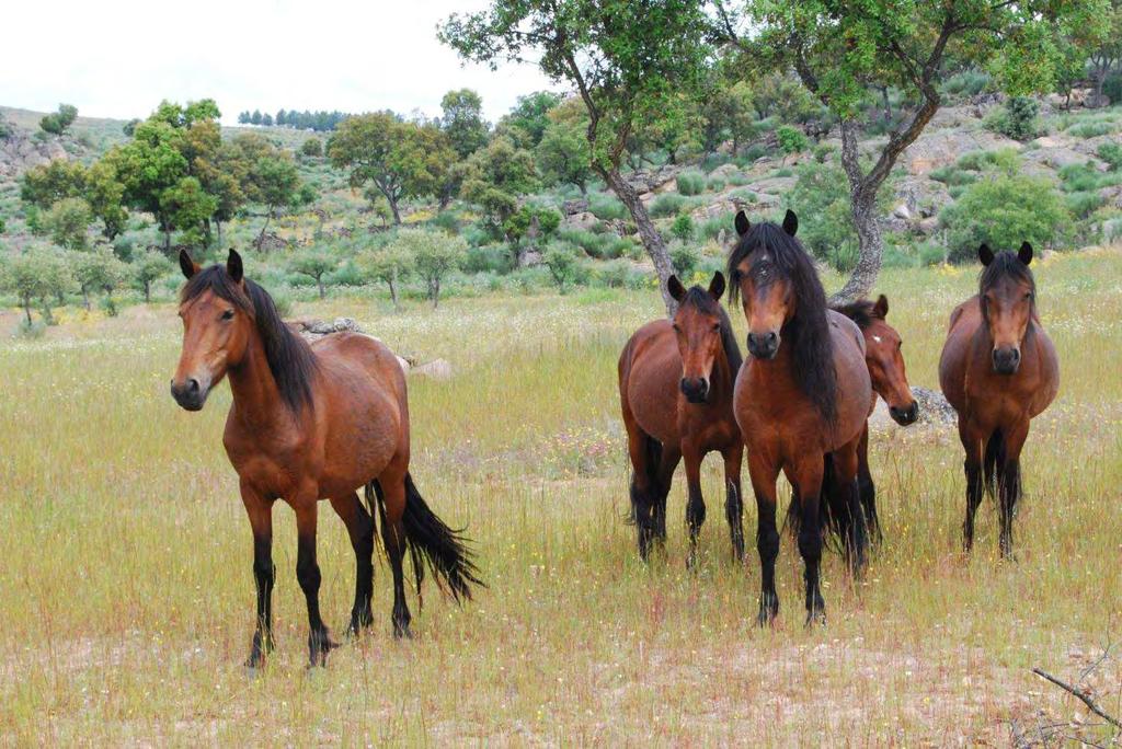 A importância dos herbívoros Os cavalos garranos e as