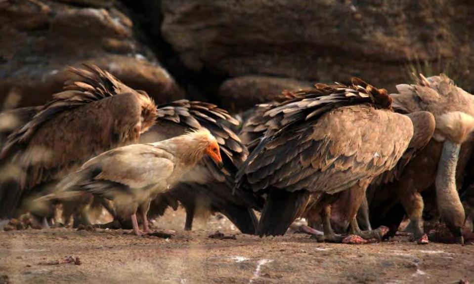 Turismo de natureza por medida na Faia Brava caminhadas birdwatching abrigo dos abutres