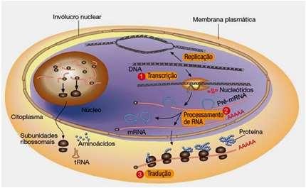 Bioionformática: definição Biologia computacional: qualquer