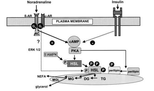 30 FIGURA 10 Controle hormonal da lipólise (HOLM, 2003) Segundo MEN et al.