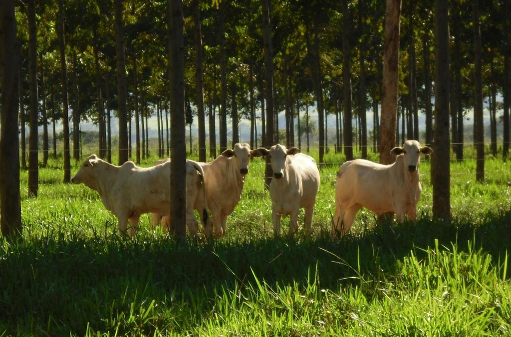 CO 2 A pastagem é a fonte de nutrientes mais econômica.