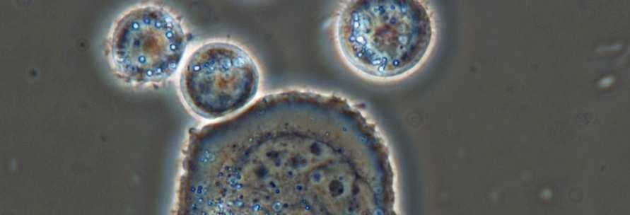 caracterização de soluções biotecnológicas LMI - Lab.