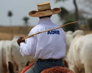 aprumos corretos.