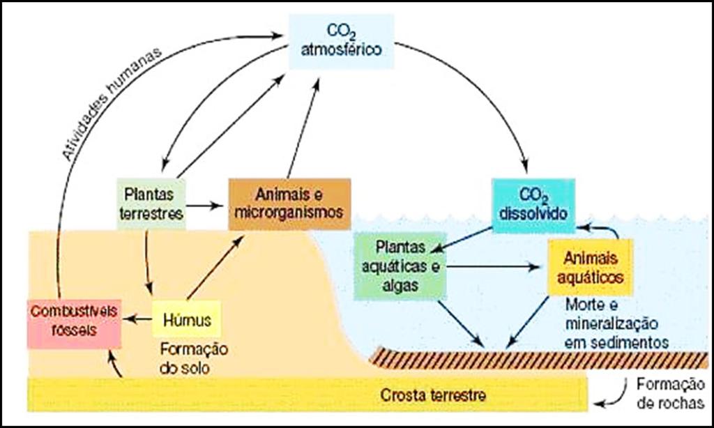 Atmosfera Ciclo do carbono Fonte: http://www.ib.usp.br/~delitti/projeto/rhavena/index.