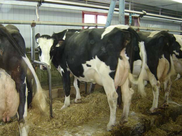 São vacas medianas de estatura, com boa força de frente, costelas longas e abertas, lombo forte e marcado, garupas amplas e corretamente