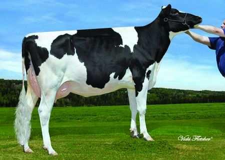 Clauric Knowledge Sonority VG-87 2 Anos CAN Imaginem esta vaca em um rebanho muito mediano! Contei esta história para tentar demonstrar nosso entusiasmo com esse touro. Ele é diferente!