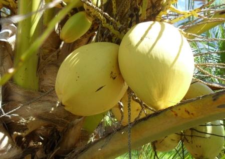 1. Introdução O coqueiro pertence à família Arecaceae, uma das mais importantes da classe das monocotiledôneas, sendo constituída apenas pela espécie Cocos nucifera L.