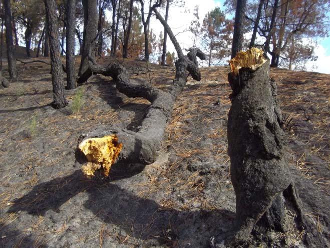 Características Esta apólice garante a cobertura do risco de Incêndio para árvores em crescimento.
