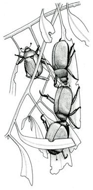 folhas são: Orthoptera, Hymenoptera,