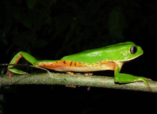 southern Brazil.