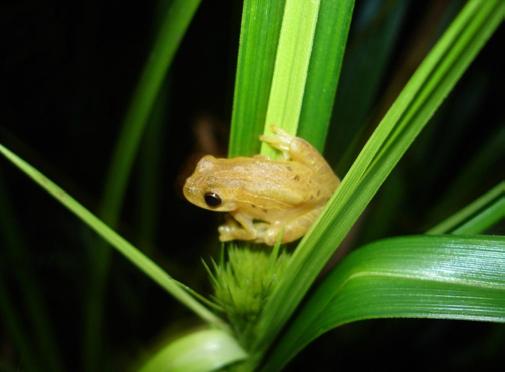 Anfíbios anuros registrados na Floresta Nacional de Chapecó, Estado Santa Catarina, sul