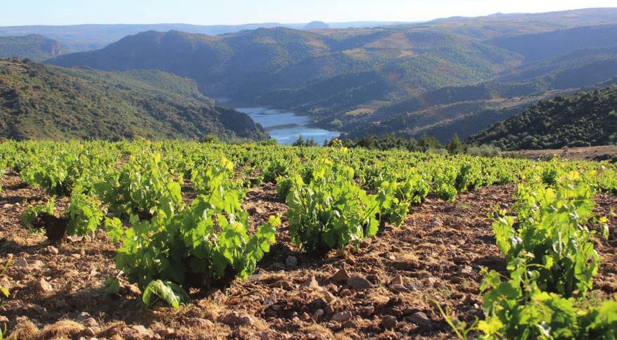 Pauliteiros Rosé Classe Vinho Rosé Região Planalto Mirandês Castas Vinho produzido com uvas das vinhas da região. Vinificação Vinho vinificado com ligeira curtimenta a baixas temperaturas.