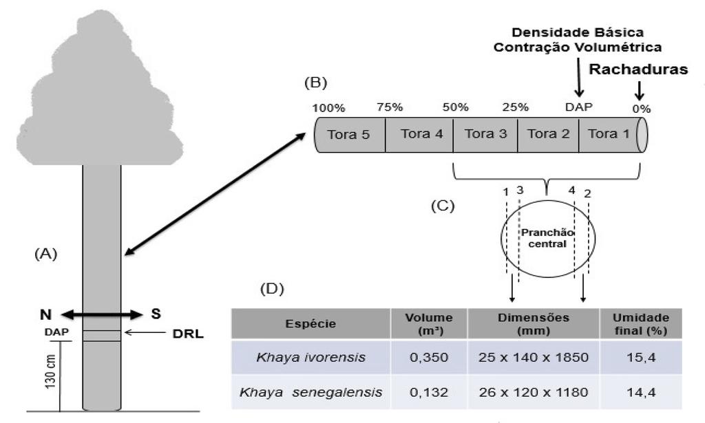 Deformação residual longitudinal (DRL): a medição da DRL foi realizada na altura do DAP [Figura 1 (A)], considerando as direções cardeais norte e sul, em momentos de ausência de vento, conforme a