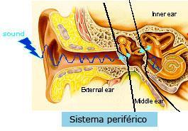 Fisiologia da Audição Sistema auditivo periférico Está localizado no