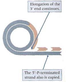 3_ À medida que a replicação prossegue a extremidade 3 roda e aumenta o seu