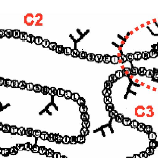 A Vif é importante para os mecanismos intracelulares de transporte