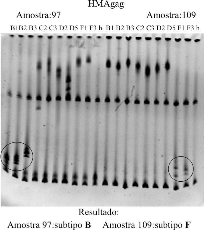 40 Figura 3.4.1: Esquema dos fragmentos dos genes gag e env amplificados na PCR. Figura 3.4.2: Foto do gel de acrilamida do HMA gag.