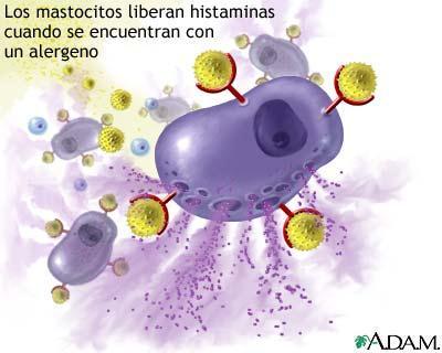 Os mastócitos são as principais células de armazenamento de
