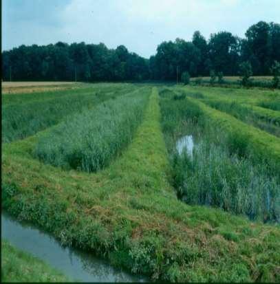 3º Tratamento Terceiro com os filtros plantados Wetland de fluxo superficial terciário reuso Tratamento de efluentes com muito baixa carga orgânica para o polimento final (agua para irrigação,
