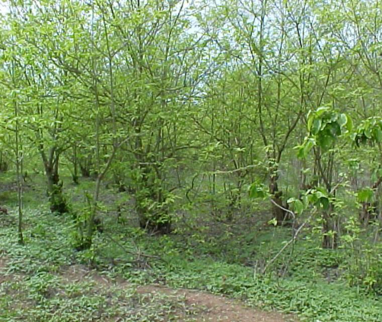 Sistemas de Manejo-Agrossilvipastoril Módulo Florestal Preservação com fins de